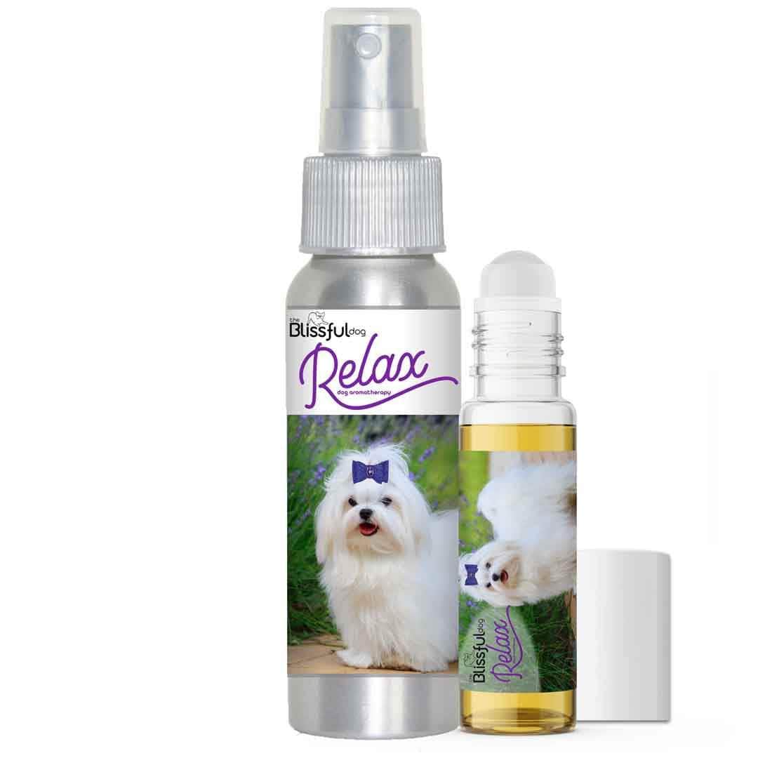 Maltese dog aromatherapy
