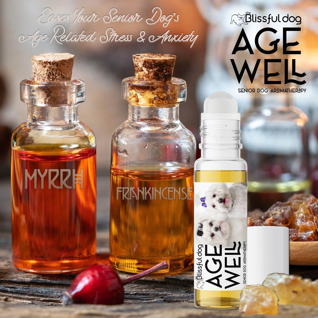 senior maltese dog care