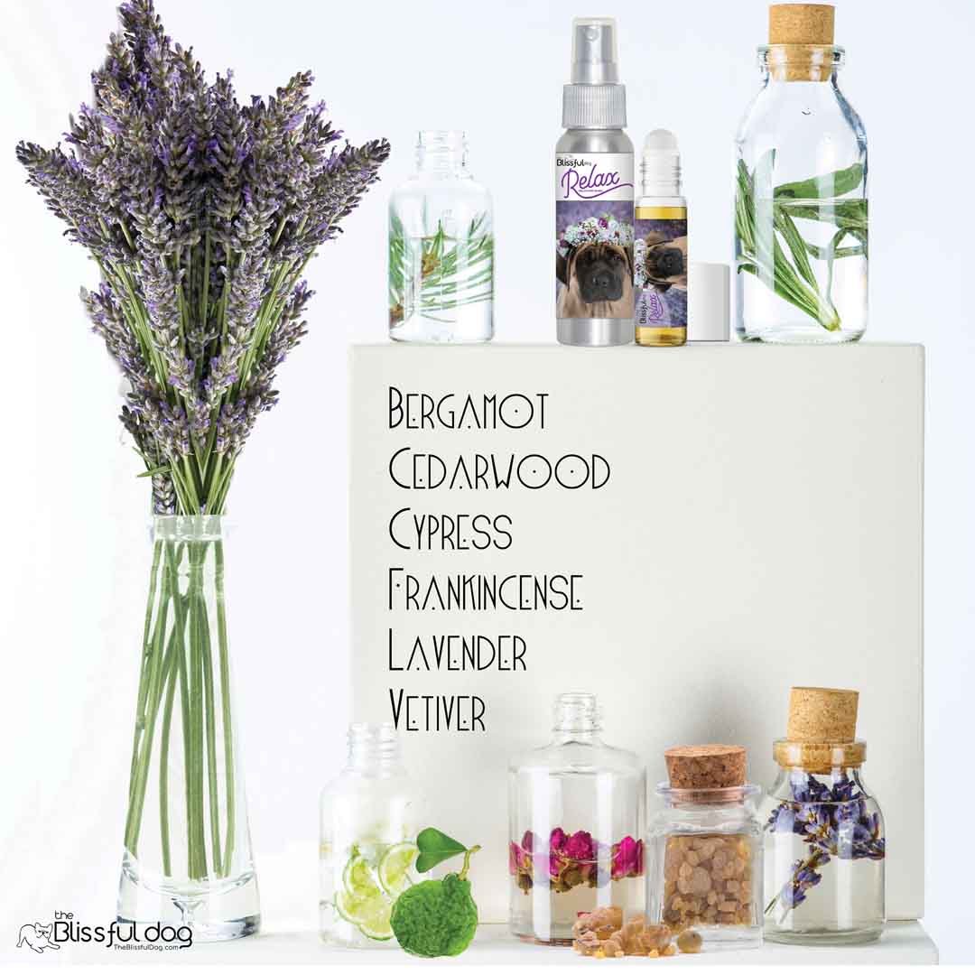 mastiff relax dog aromatherapy
