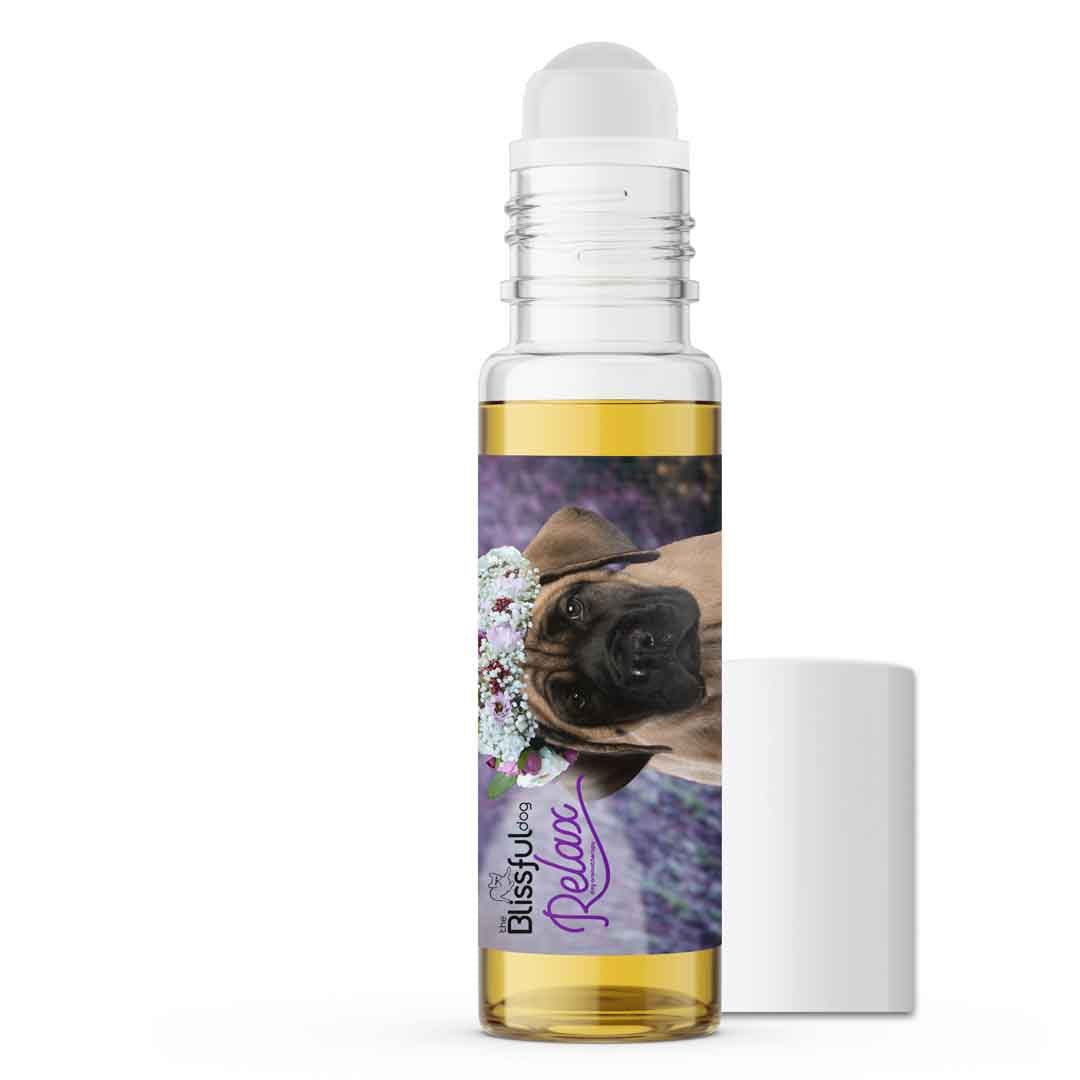 english mastiff puppy