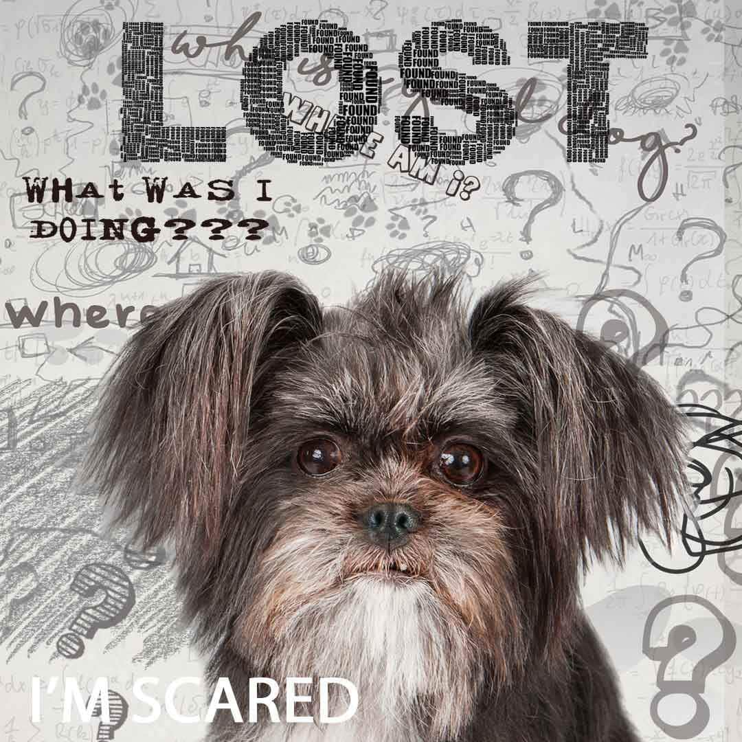 Mixed Breed Age Well Dog Aromatherapy