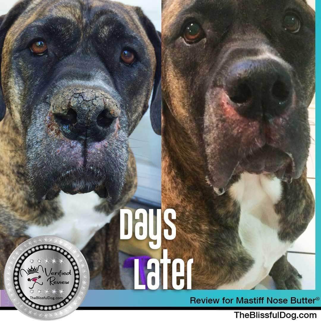 Schnauzer Tube Combo