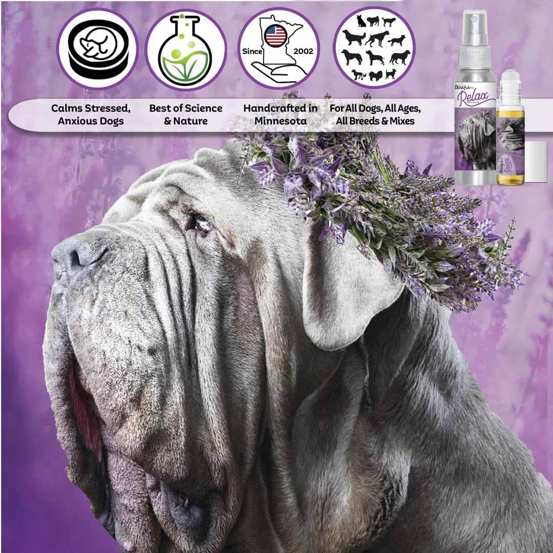 Neapolitan mastiff relax dog aromatherapy