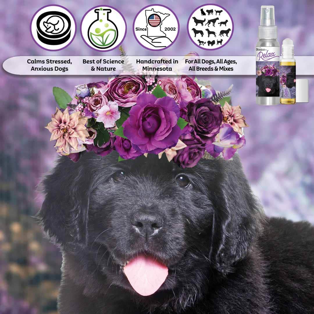 newfoundland flower crown