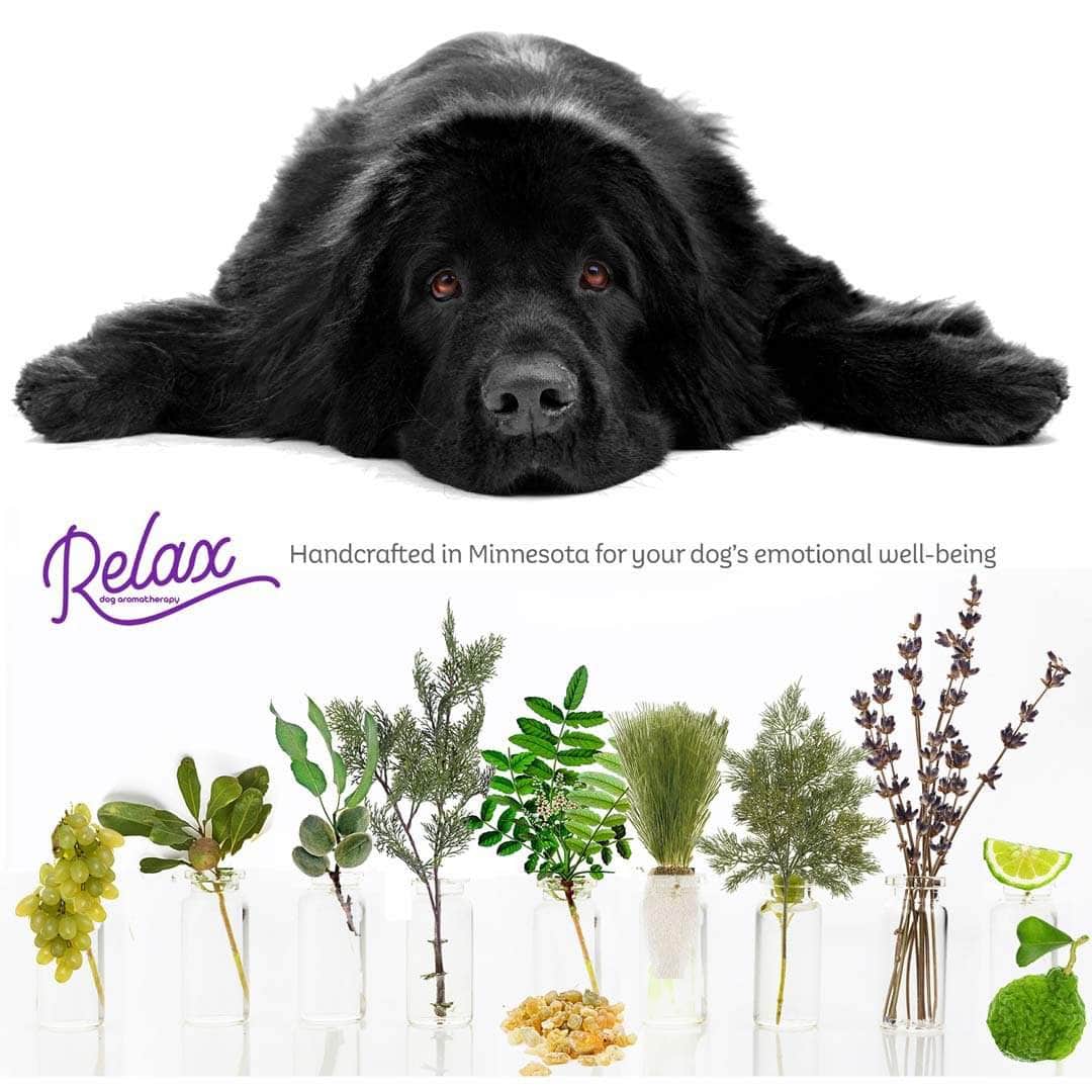 newfoundland dog afraid