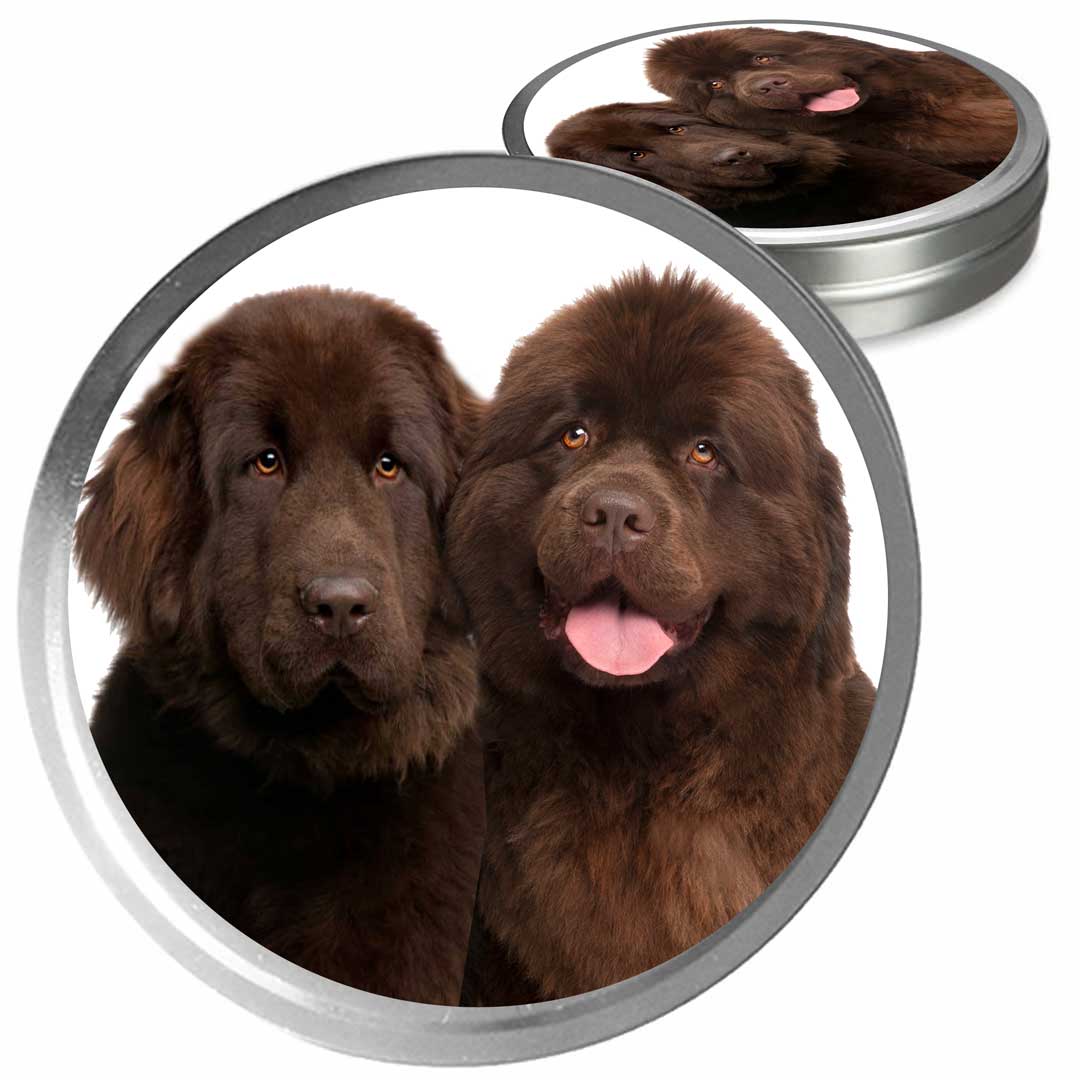 brown newfoundland dog