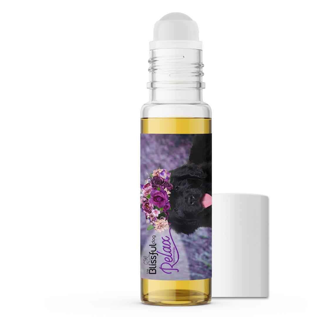 newfoundland dog scared thunder