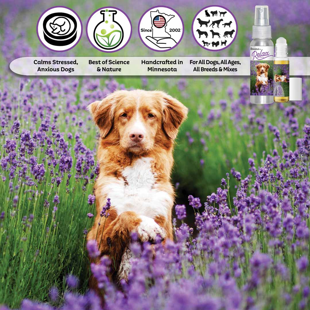 Nova Scotia Duck Tolling Retriever Relax Dog Aromatherapy