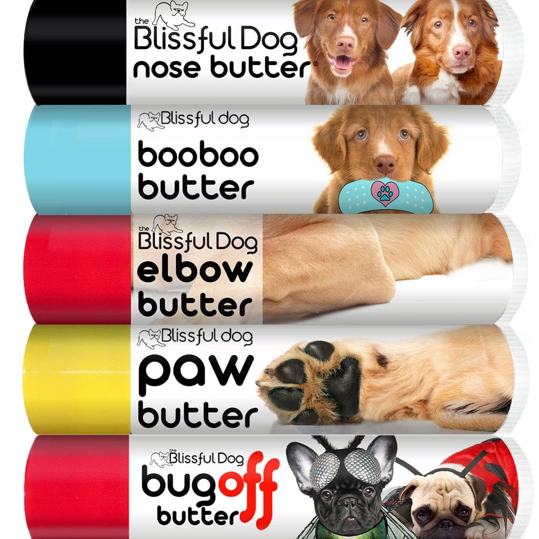 nova scotia duck tolling retriever grooming