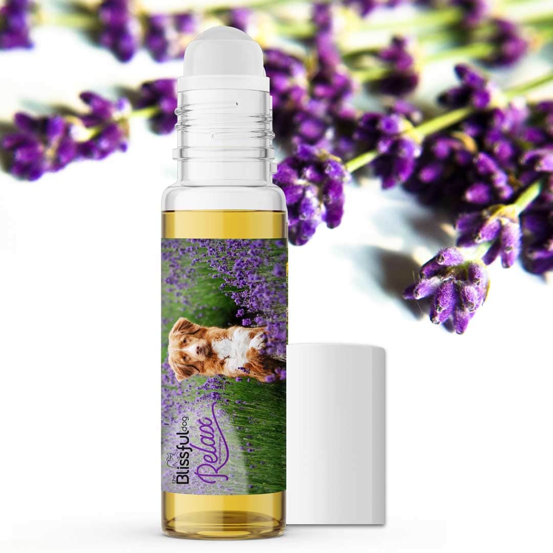 Nova Scotia Duck Tolling Retriever Relax Dog Aromatherapy