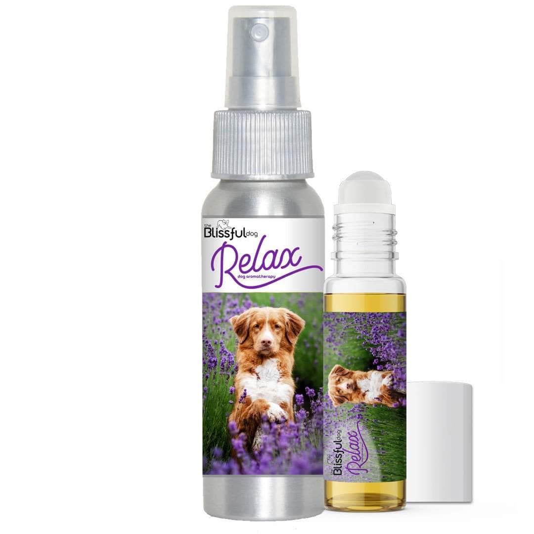 Nova Scotia Duck Tolling Retriever Relax Dog Aromatherapy