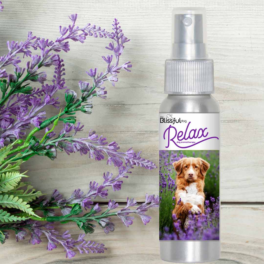 Nova Scotia Duck Tolling Retriever Relax Dog Aromatherapy