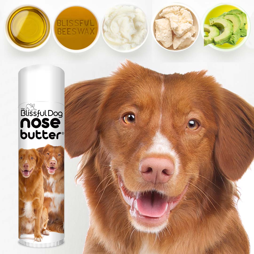 nova scotia duck tolling retriever nose balm