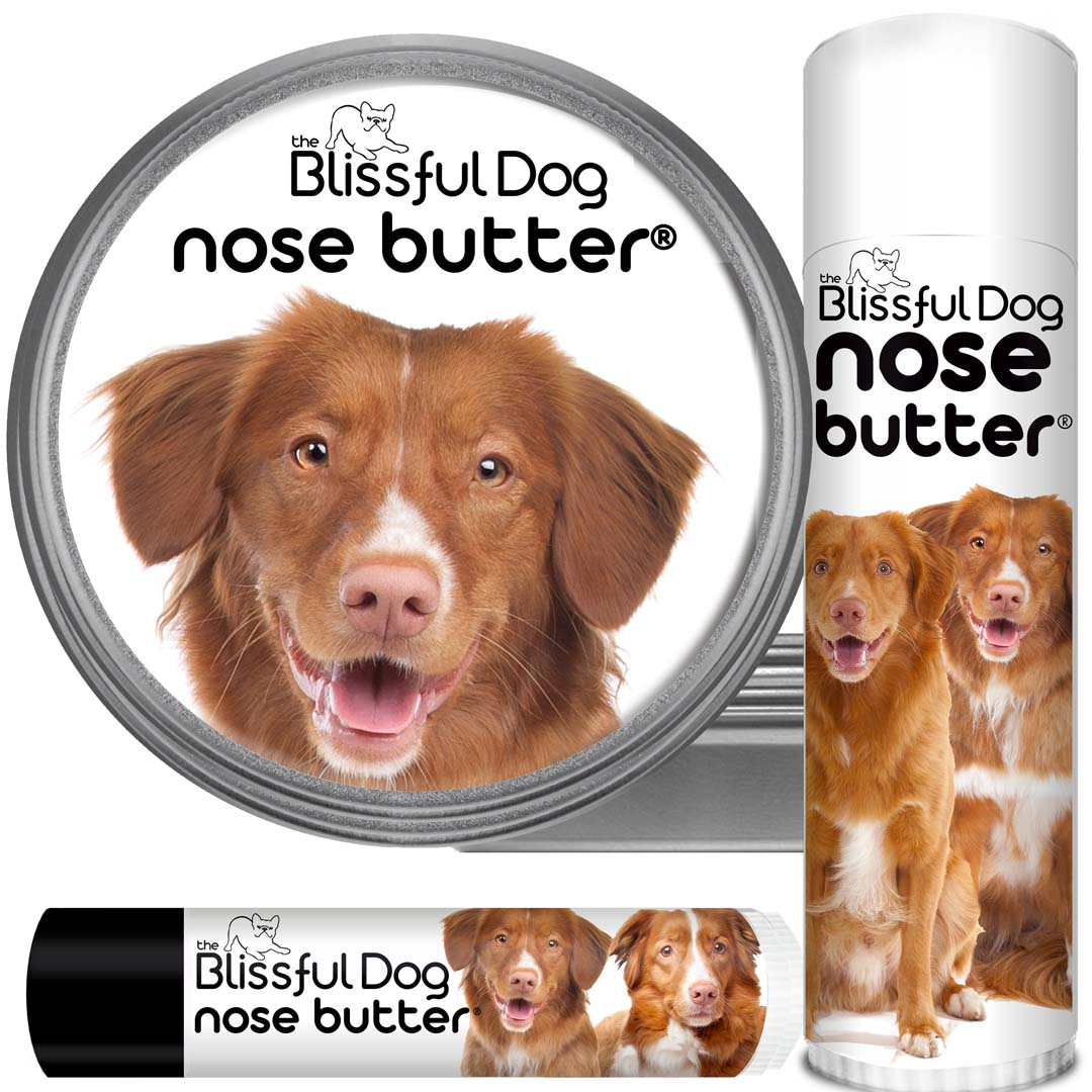 nova scotia duck tolling retriever nose butter