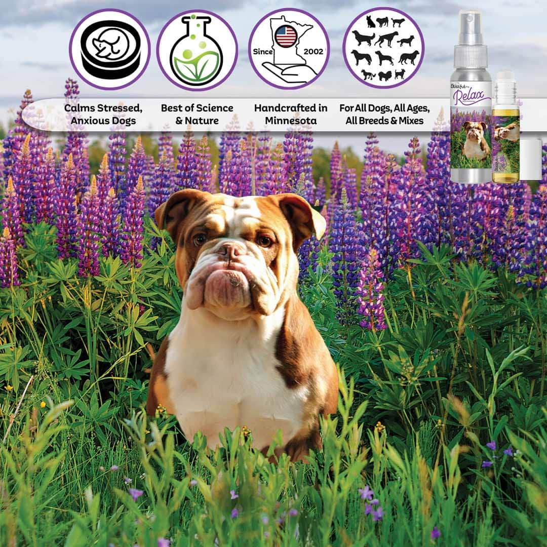 Olde English Bulldogge