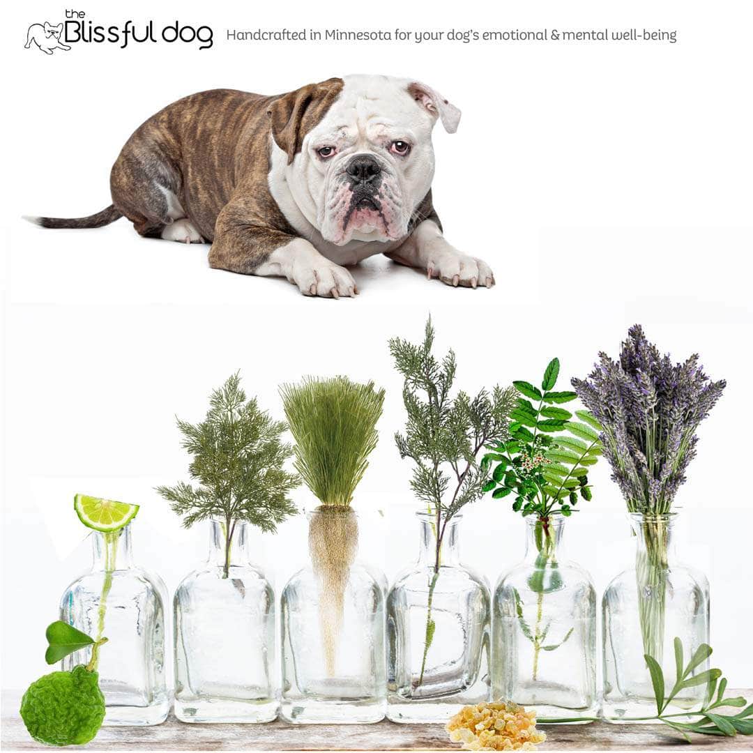 Olde English Bulldogge natural