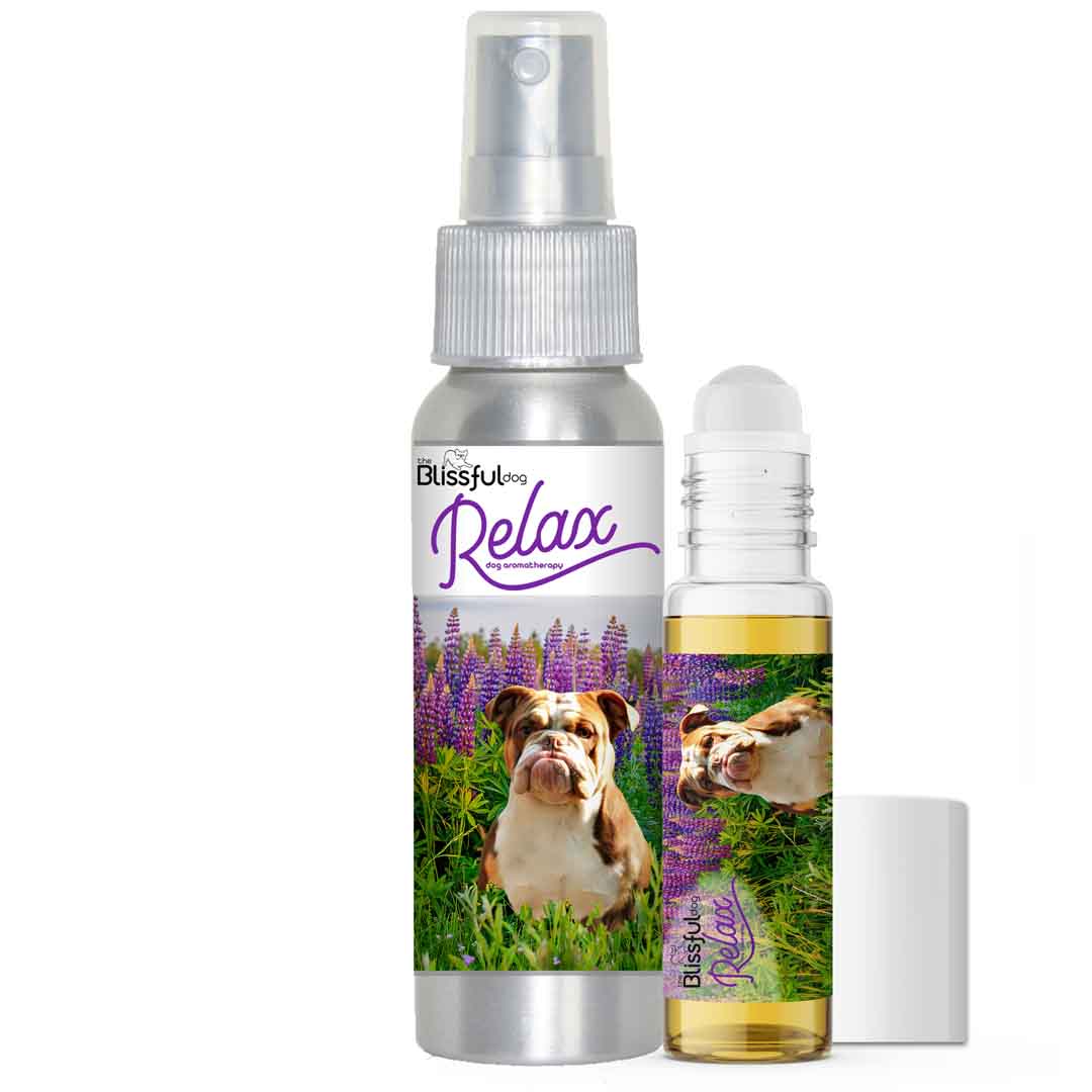 Olde English Bulldogge Afraid thunder