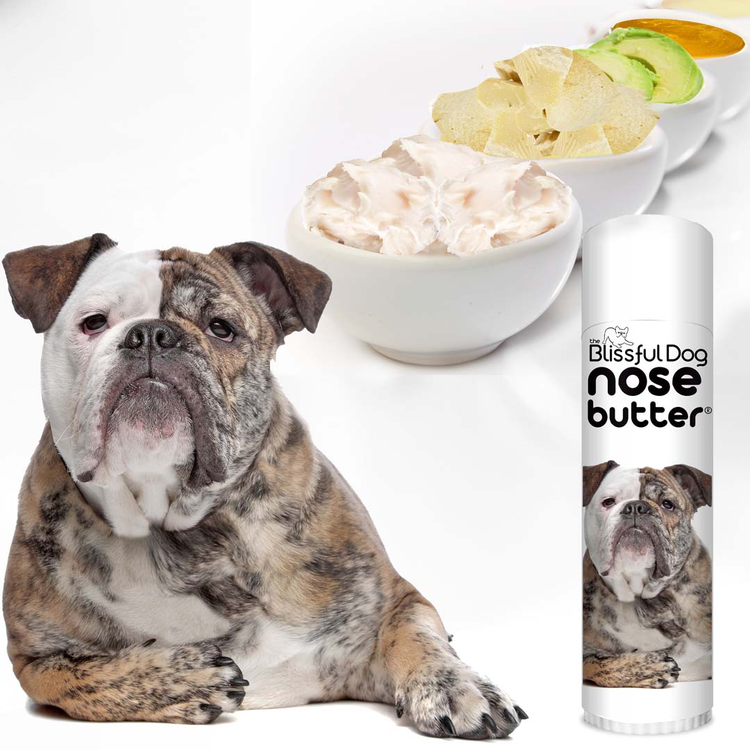 English bulldog dry nose top