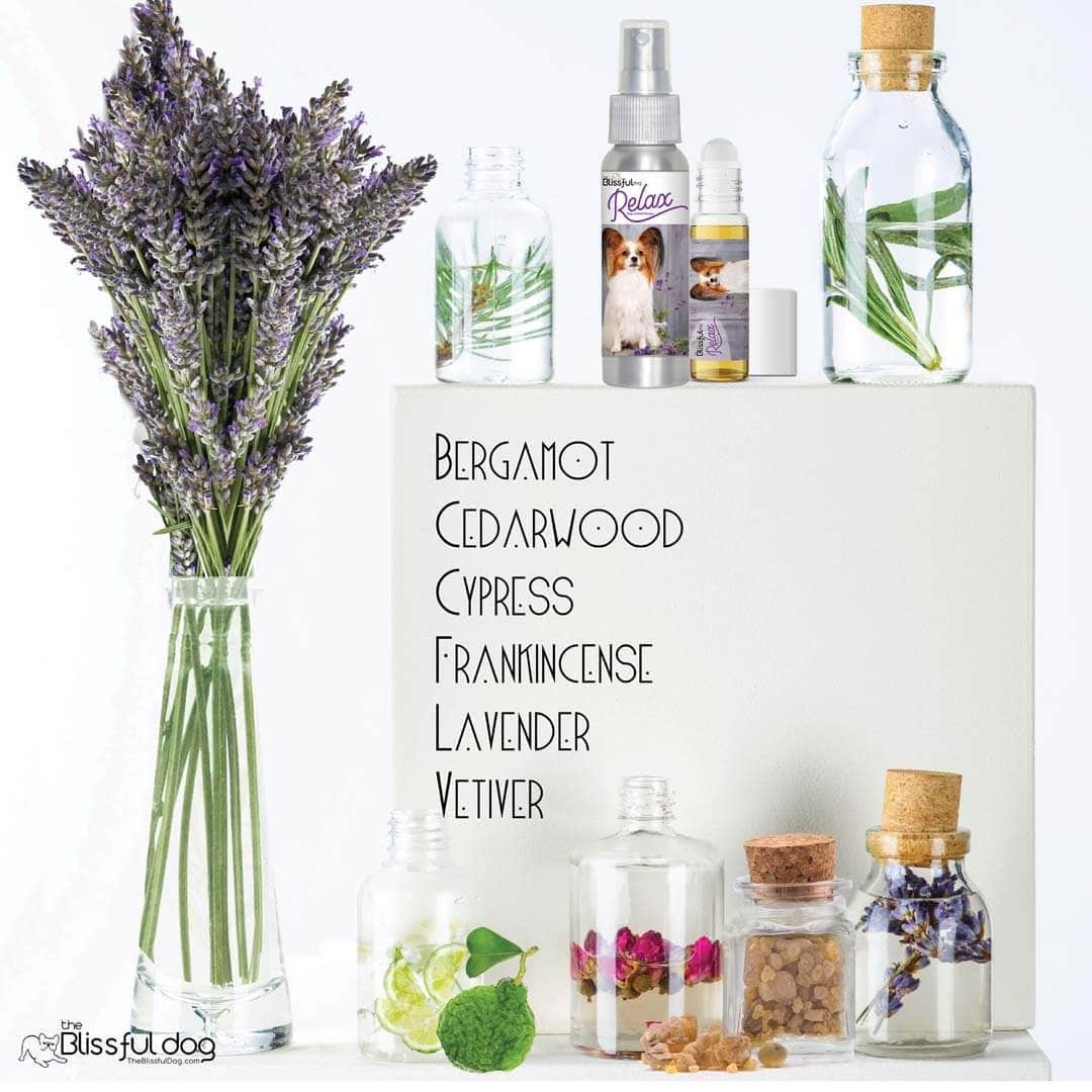 papillon scared thunder