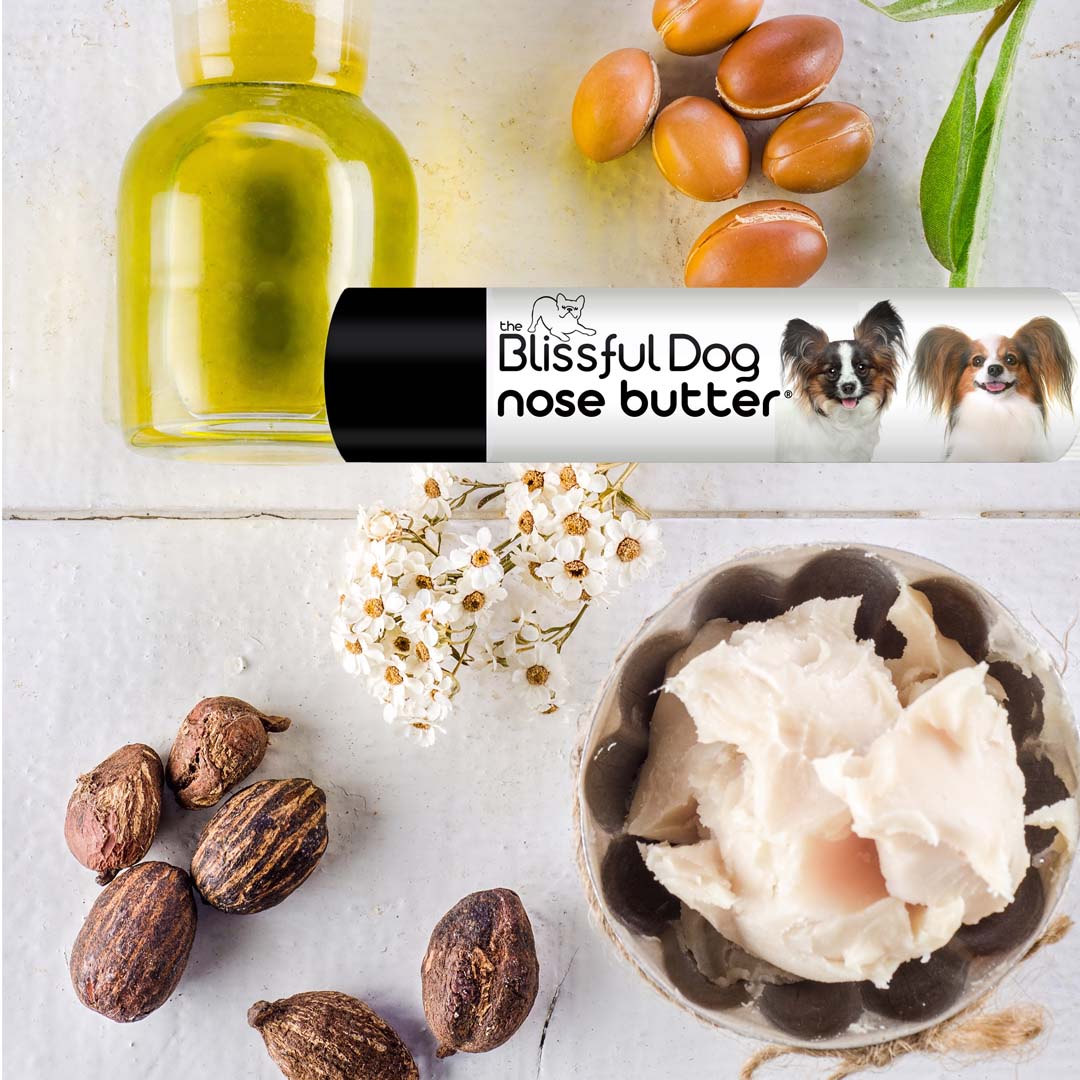 papillon dog chapped nose