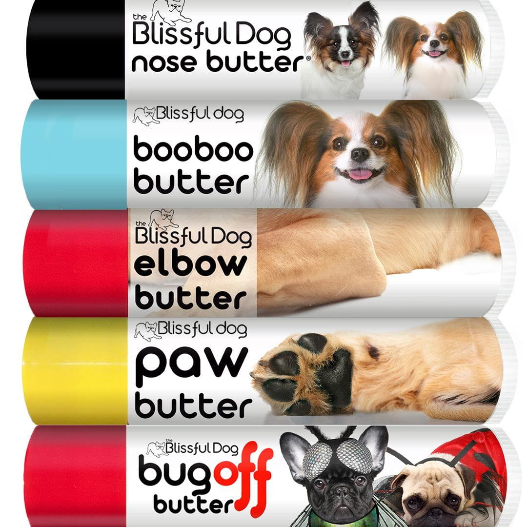 papillon dog grooming