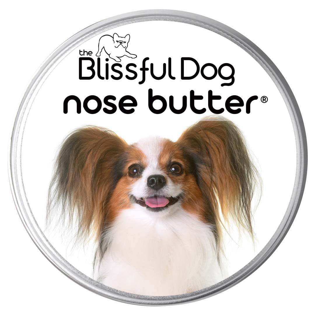 Papillon Nose is dry