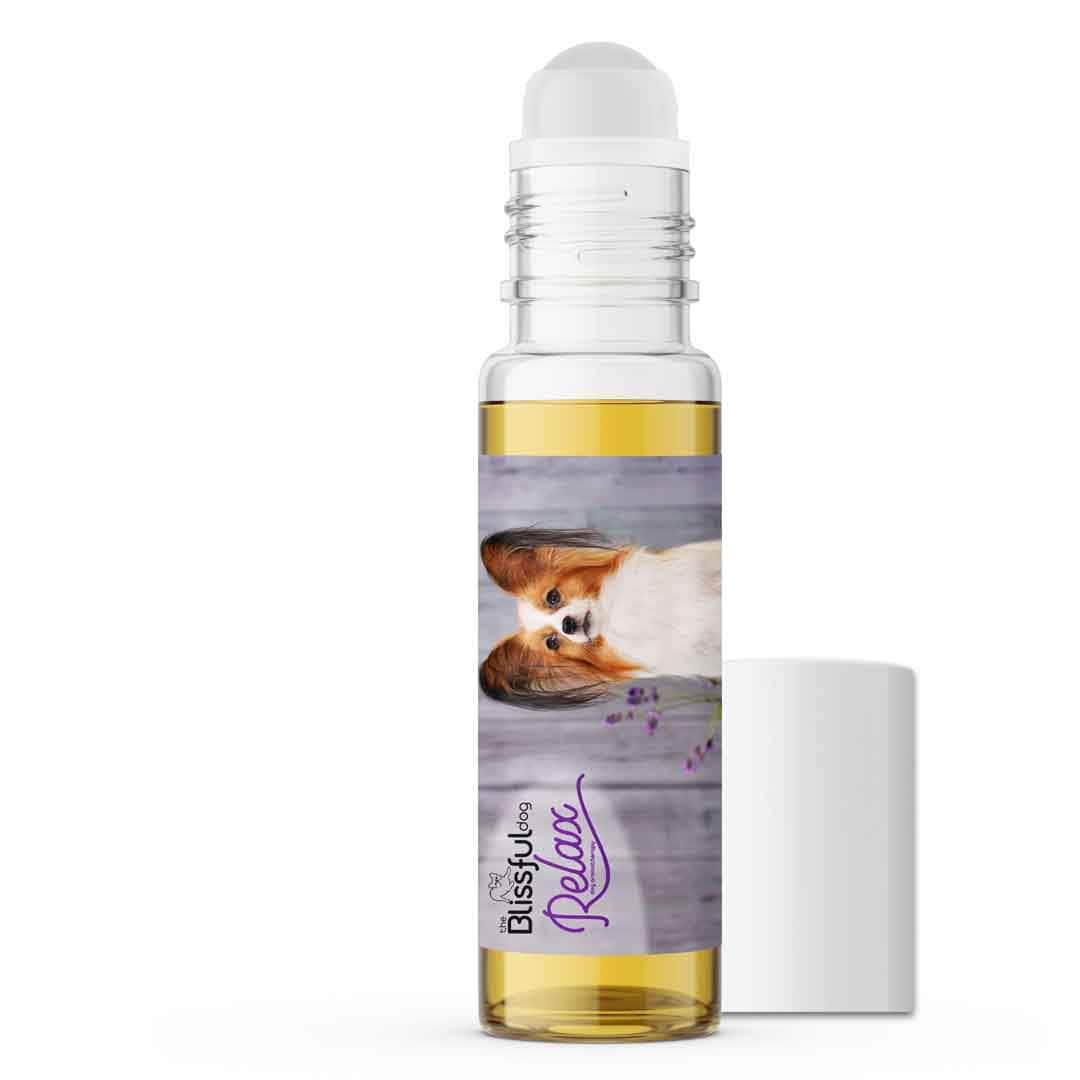 papillon separation anxiety