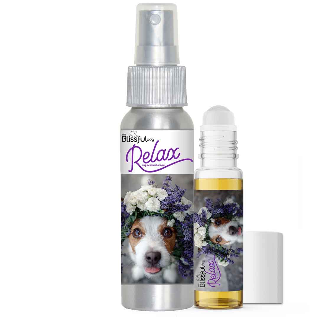 parsons russell terrier afraid