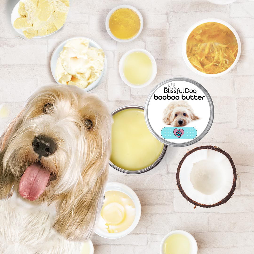 Petit Vendome Basset Grisson Custom Combo