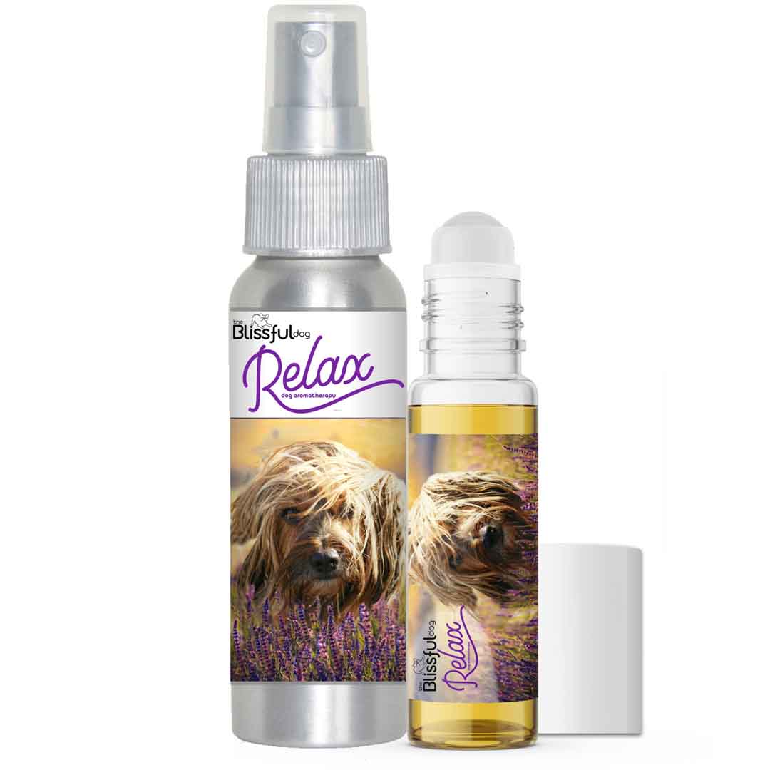 Petit Basset Griffon Vendéen aromatherapy