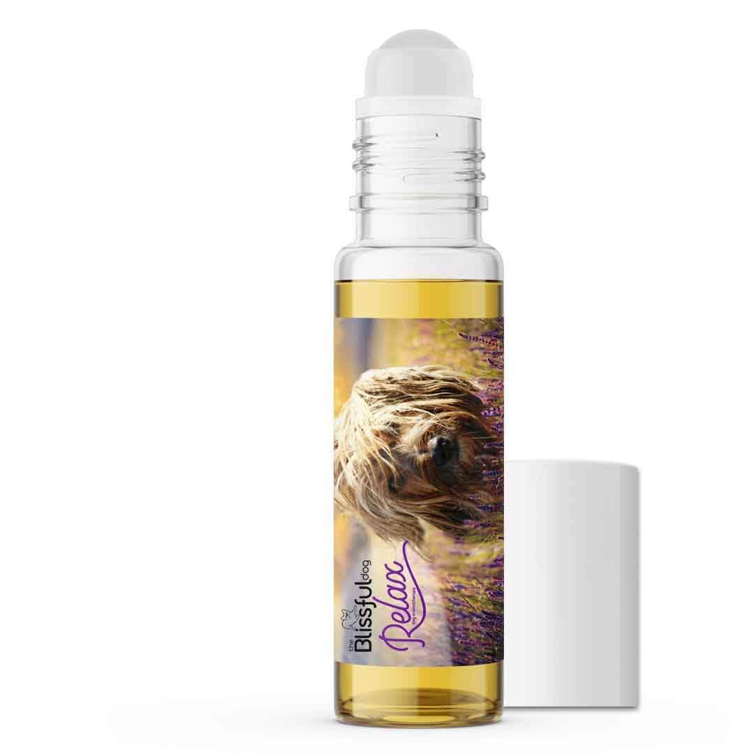 Petit Basset Griffon Vendéen afraid thunder