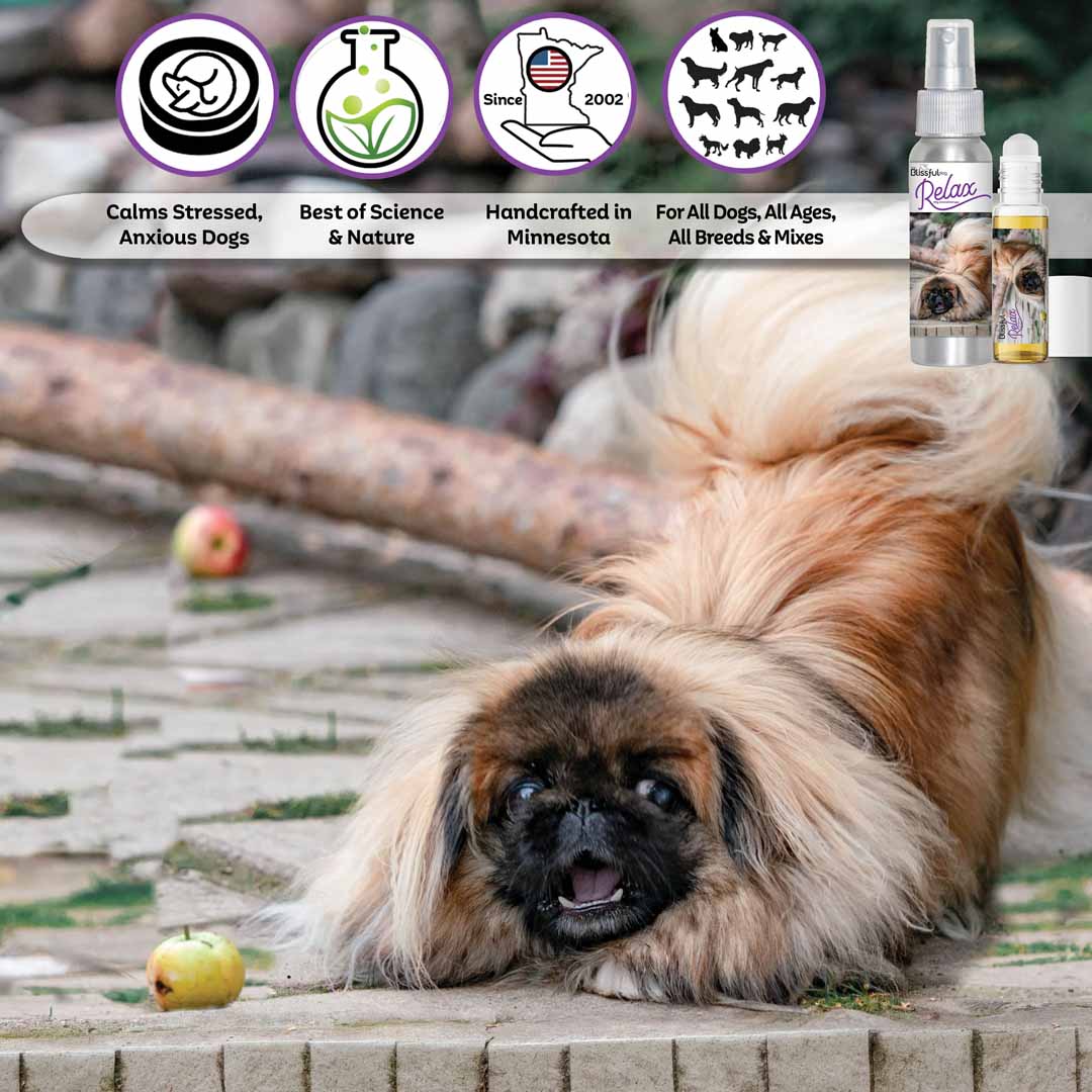 pekingese relax dog aromatherapy