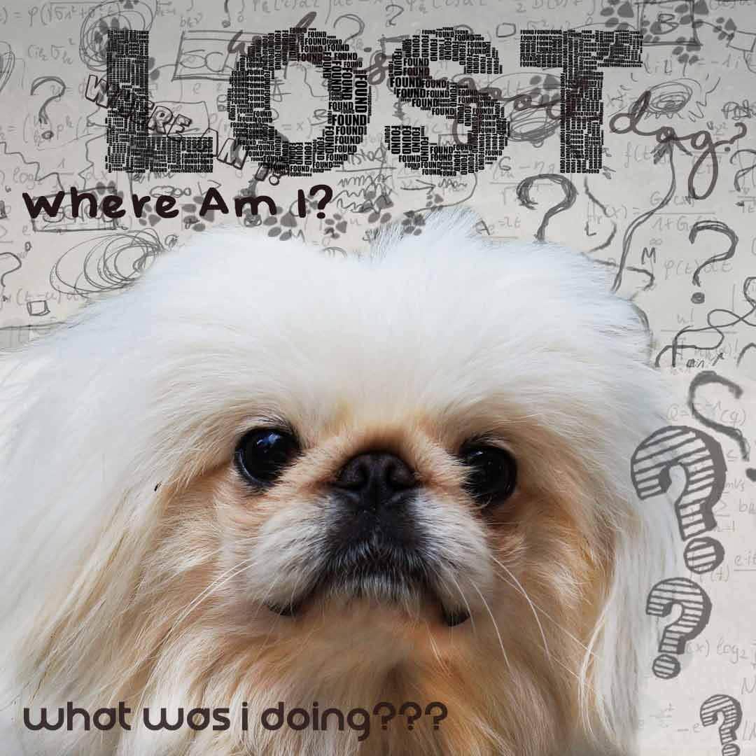 Pekingese Age Well Dog Aromatherapy