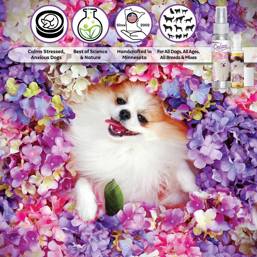 Pomeranian dog aromatherapy