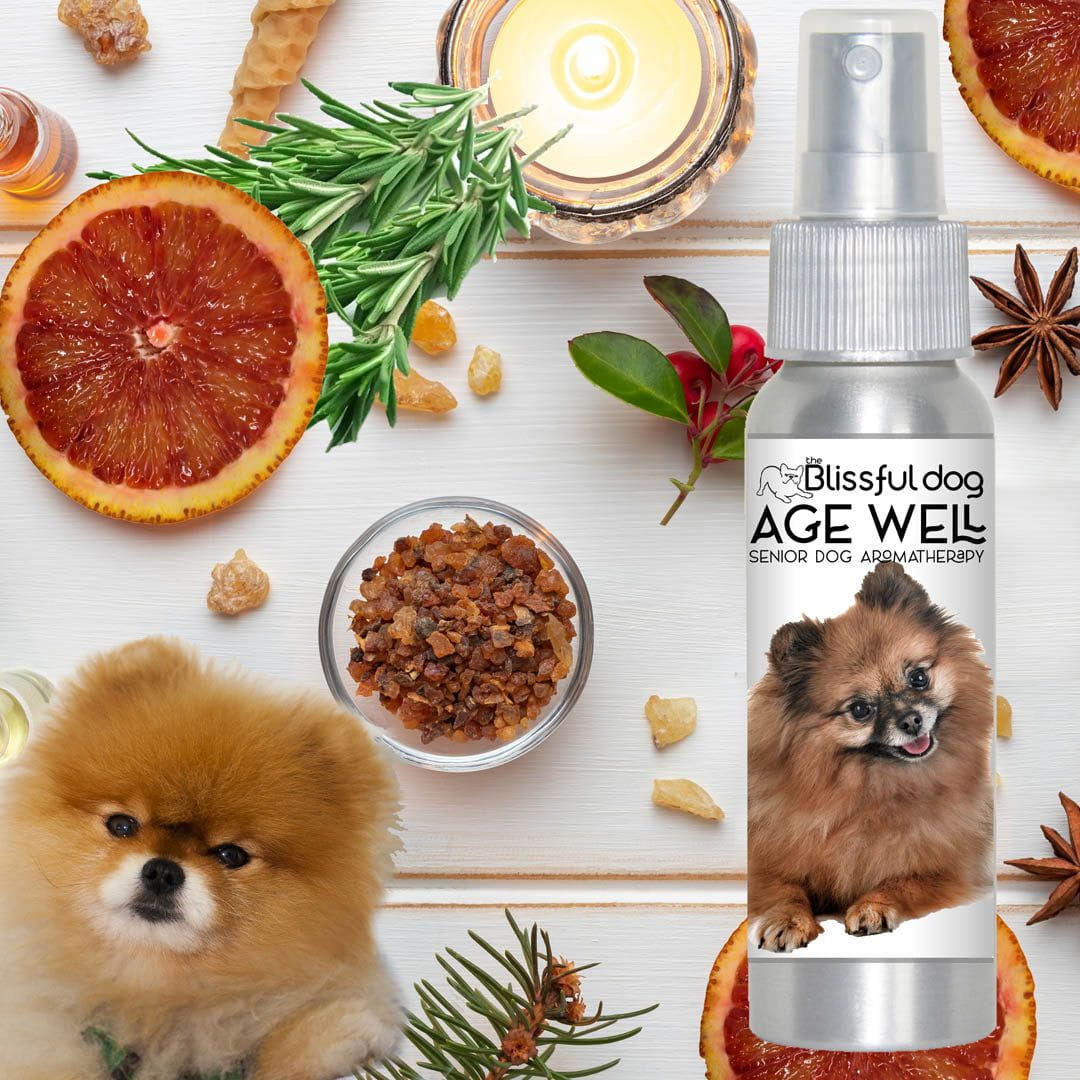 Senior pomeranian sales