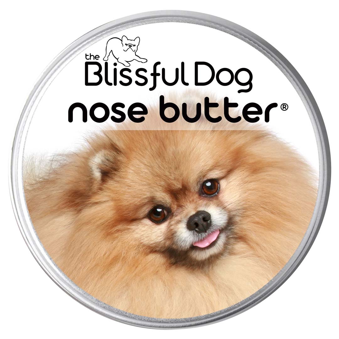 Pomeranian Nose is dry