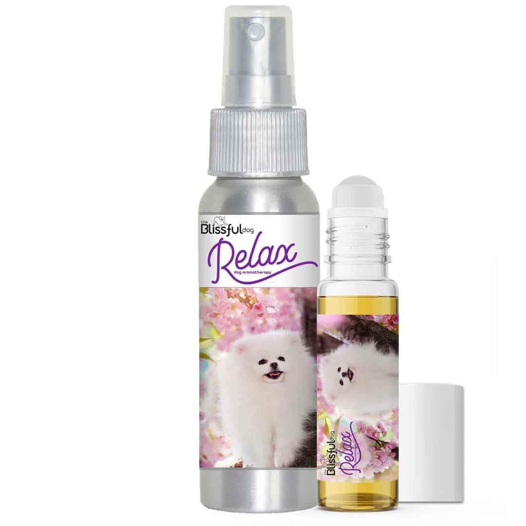 Pomeranian dog aromatherapy