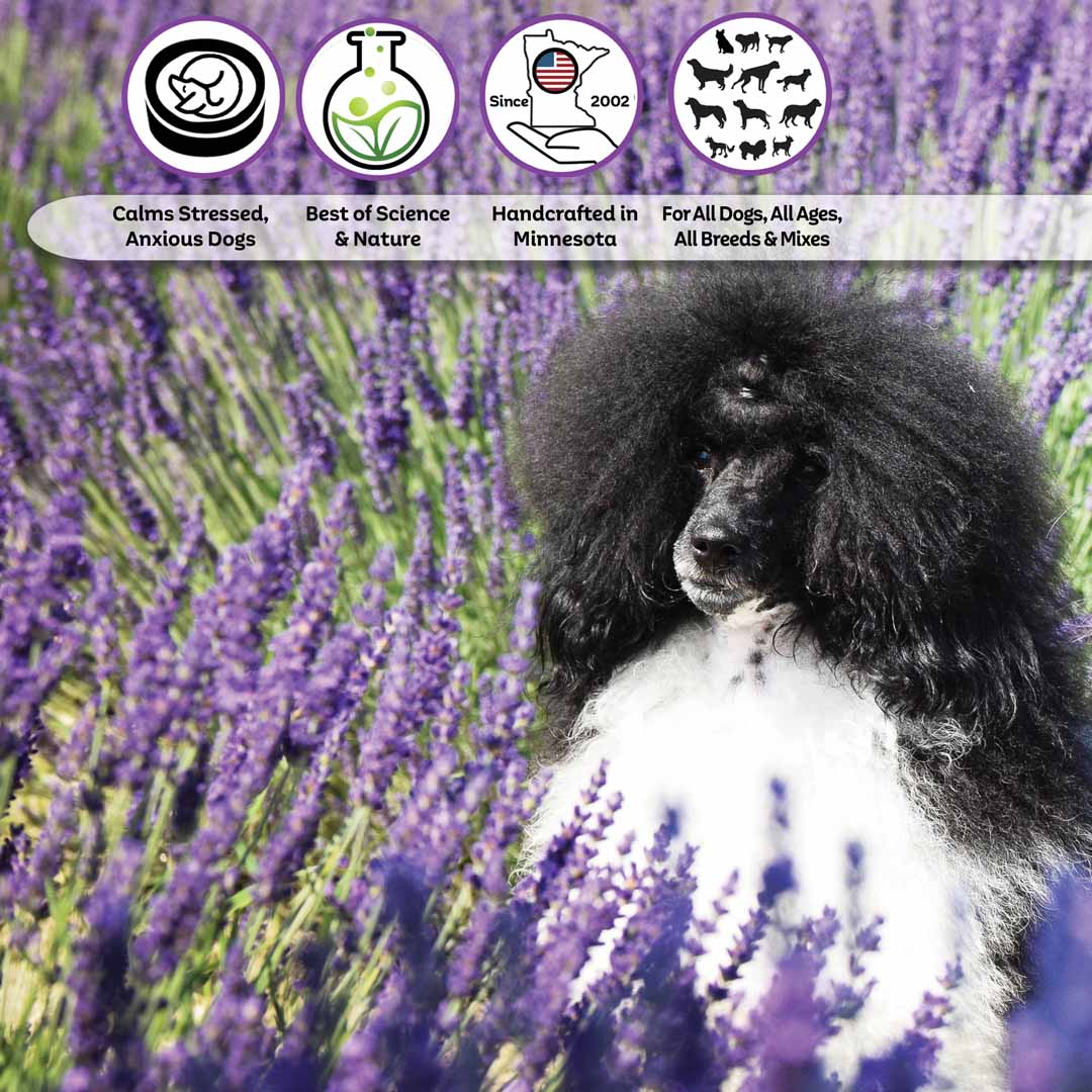 https://theblissfuldog.com/cdn/shop/products/POODLE-RELAX_2500XICONS78_1200x.jpg?v=1623537405