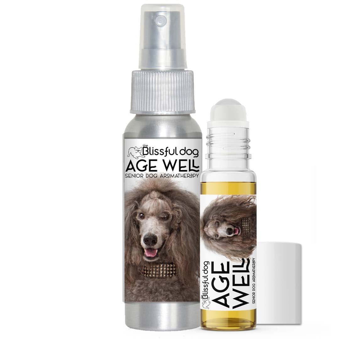 senior poodle aromatherapy