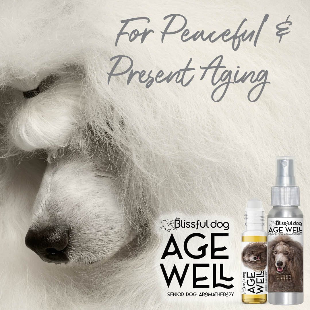 poodle dog senior care