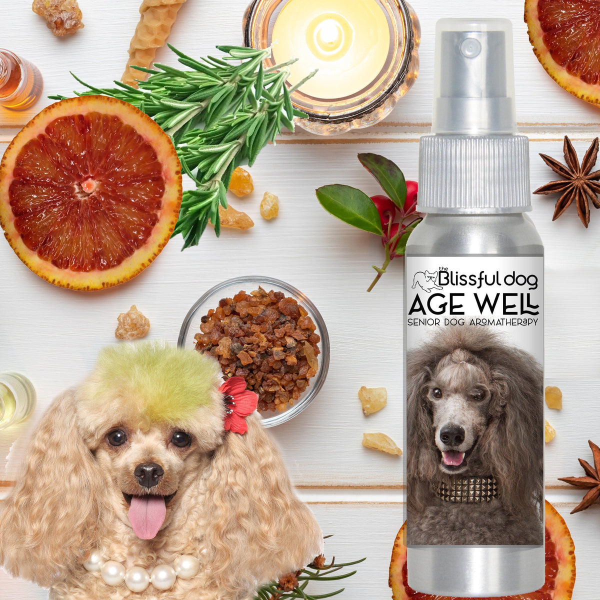 aromatherapy for senior poodle