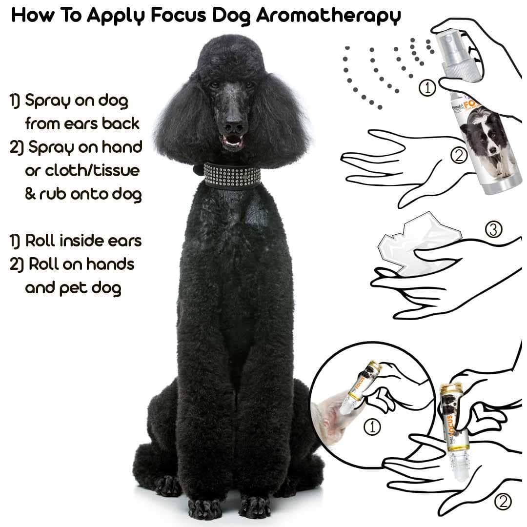 Poodle Focus Dog Aromatherapy