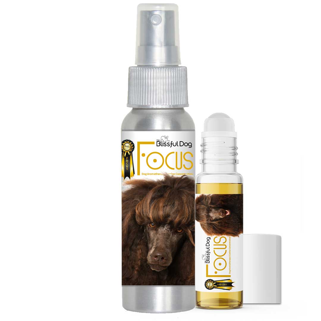 poodle focus dog aromatherapy