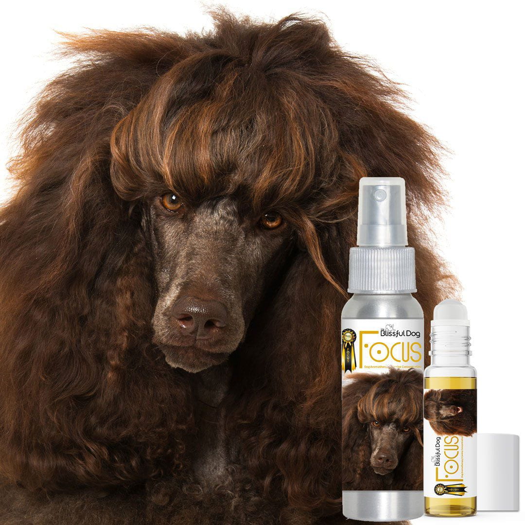 poodle focus dog aromatherapy