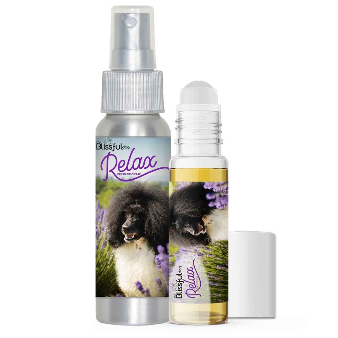 poodle afraid fireworks