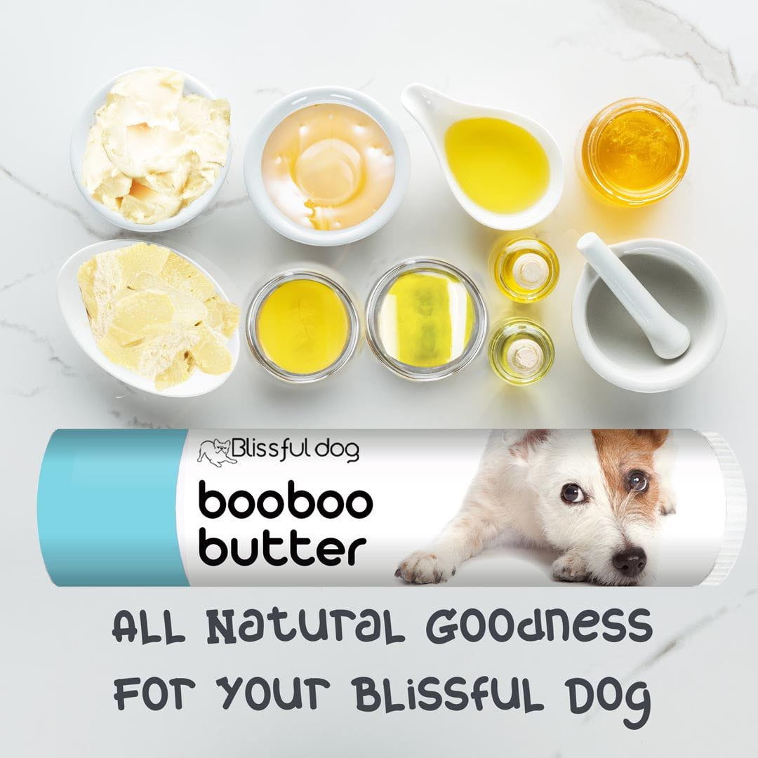 parson russell terrier skin itchy