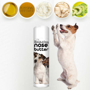 Parson Russell Terrier Nose care