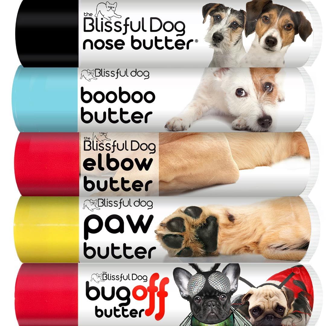 parson russell terrier care