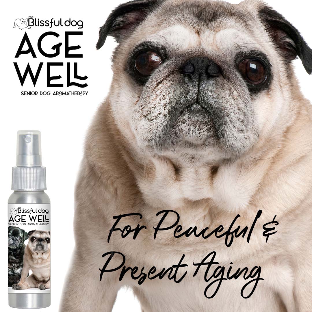 pug dog senior care