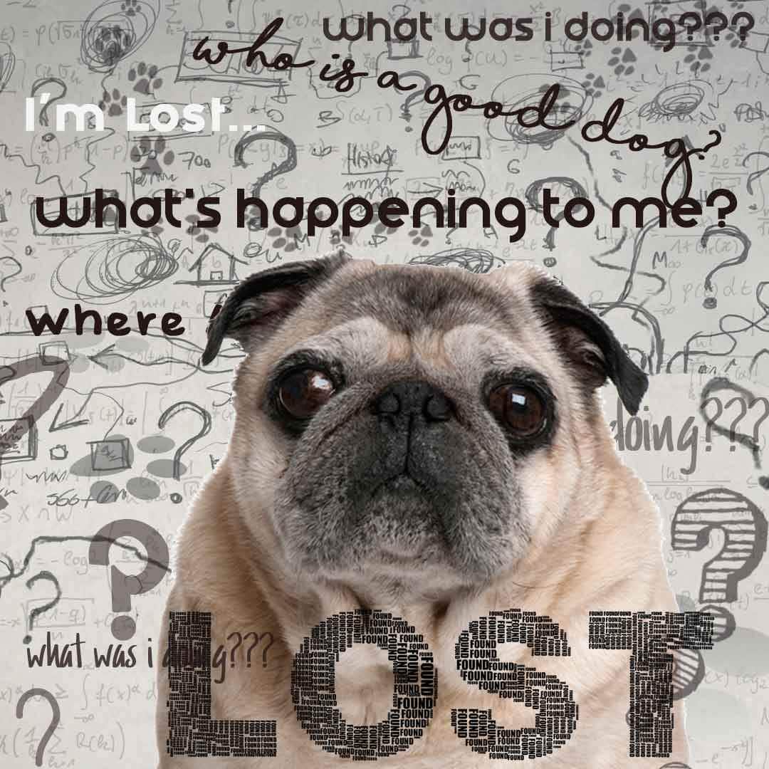 Pug Age Well Dog Aromatherapy